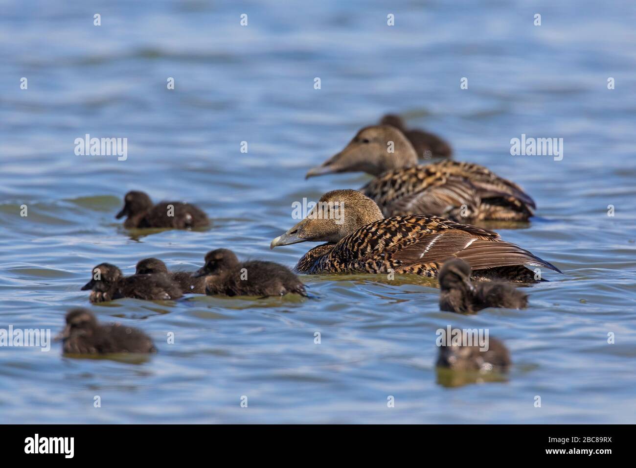 Common eider duck (Somateria mollissima) females with chicks swimming in sea Stock Photo