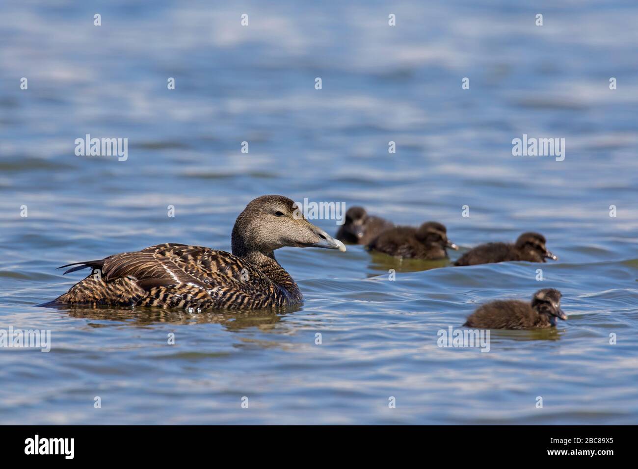 Common eider duck (Somateria mollissima) female with chicks swimming in sea Stock Photo