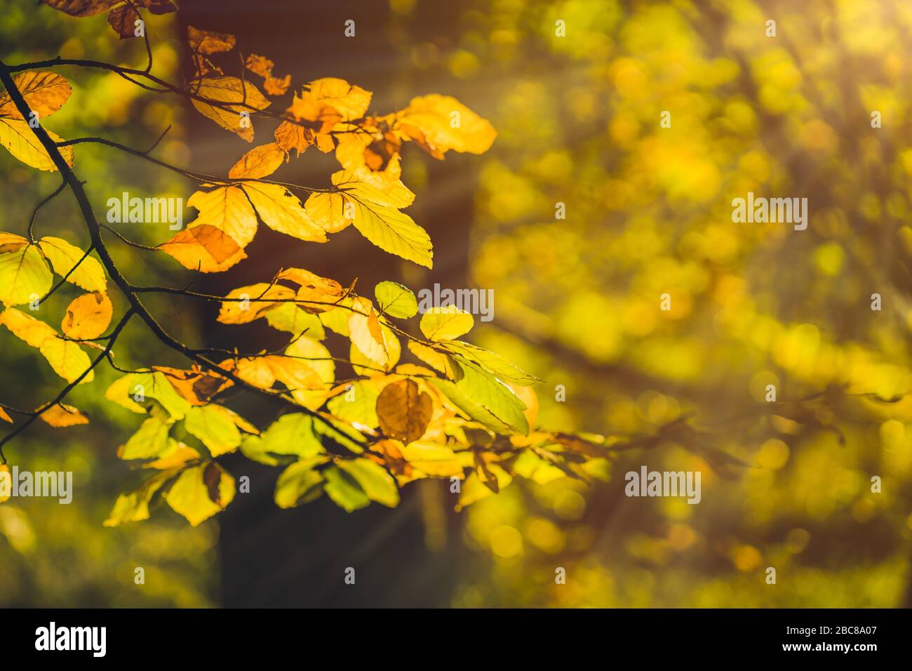 Yellow leaves in autumn season in evening sun flares in a forest Stock ...