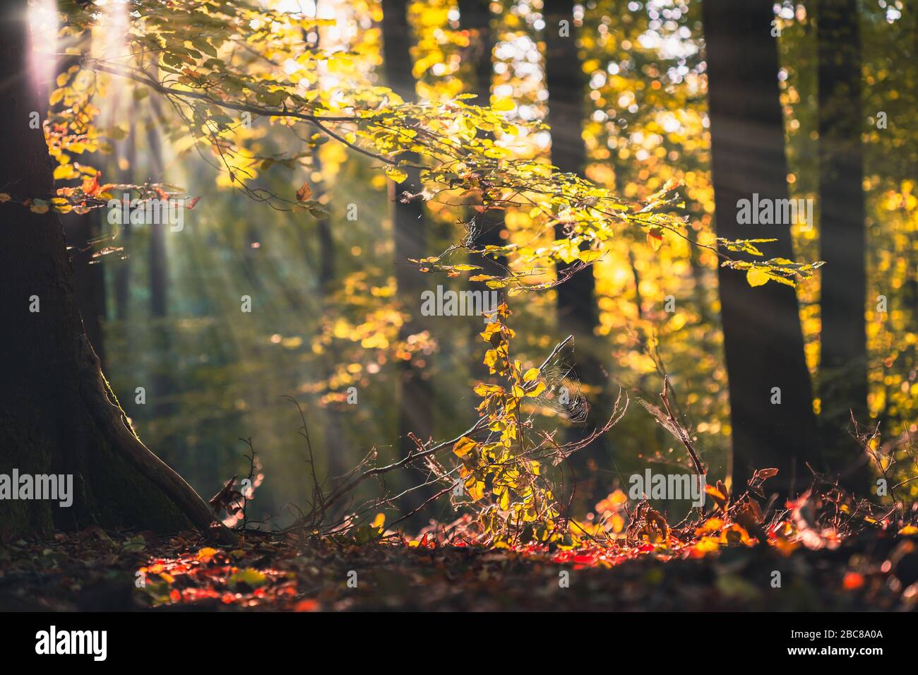 Golden autumn scene in a forest, with falling leaves and sun shining through the trees. Sun rays coming through the leaves. Stock Photo