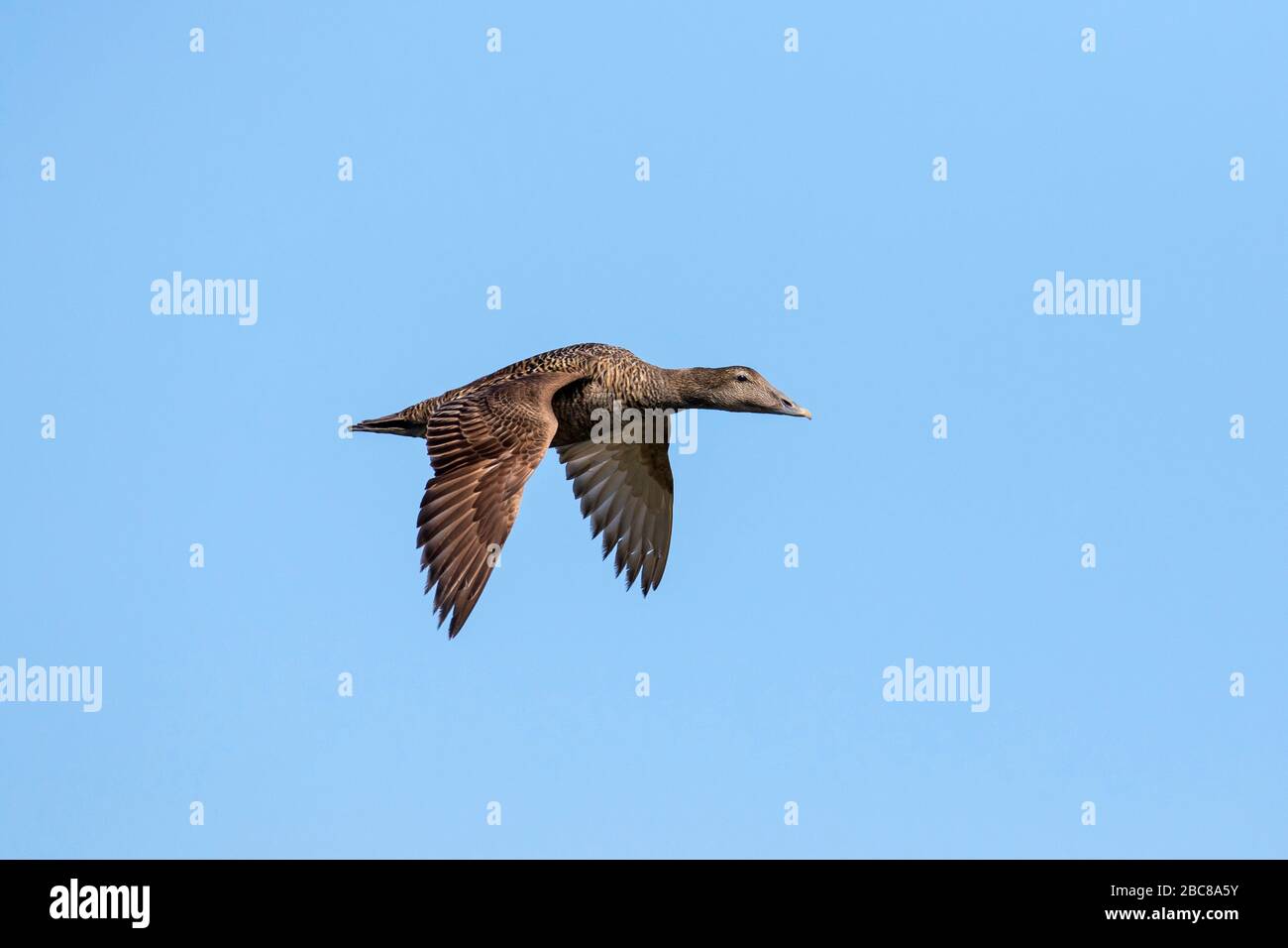 Common eider duck (Somateria mollissima) female flying against blue sky in spring Stock Photo