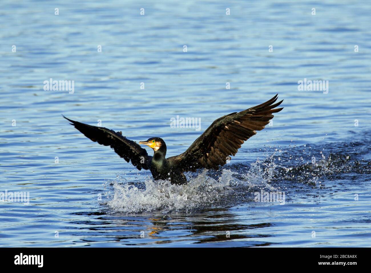 Great cormorant / great black cormorant (Phalacrocorax carbo) landing on water in lake Stock Photo