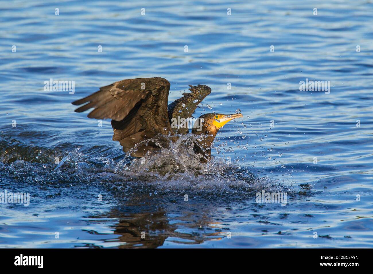 Great cormorant / great black cormorant (Phalacrocorax carbo) landing on water in lake Stock Photo
