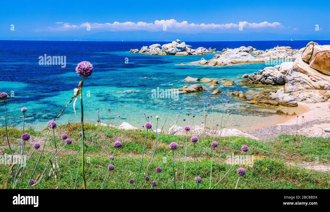 Wild onion leek growing between granite rocks on beautiful Sardinia island . Blue see and an other island on background, Sardegna, Italy. Stock Photo