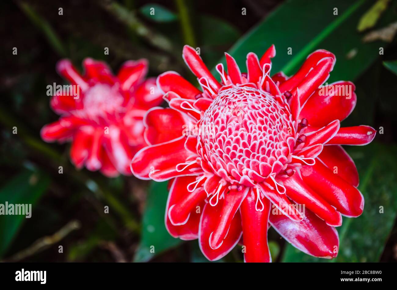 Close up of Red Torch Ginger Flowers on Bohol, Philippines. Stock Photo