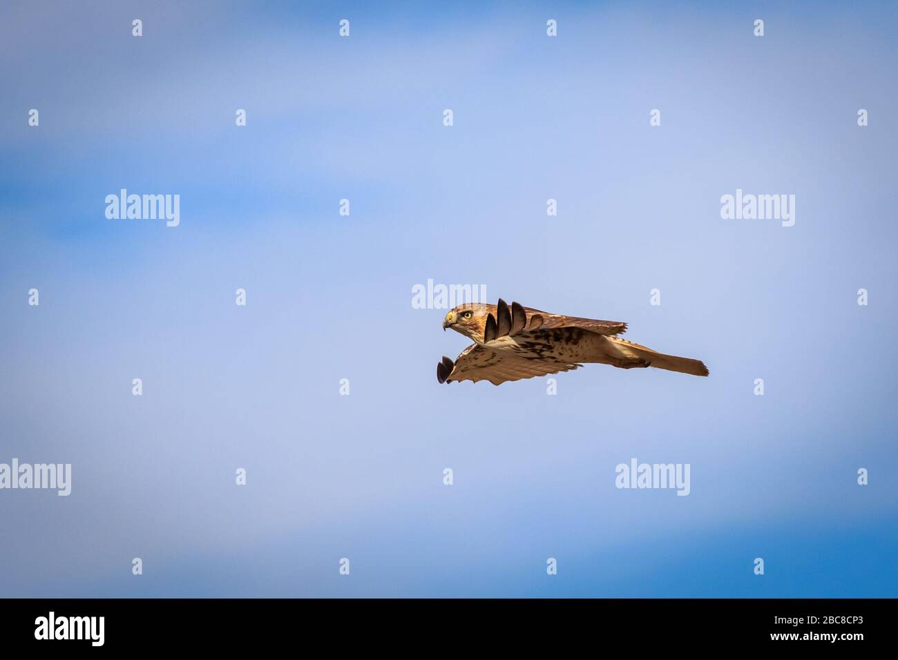 Red-tailed Hawk(Buteo jamaicensis) in flight Stock Photo - Alamy
