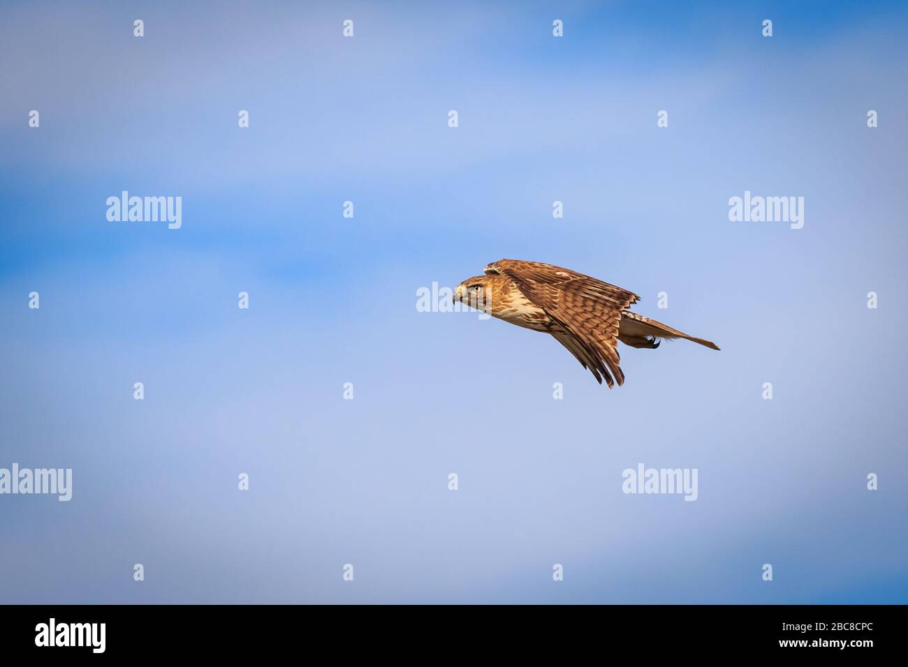 Red-tailed Hawk(Buteo jamaicensis) in flight Stock Photo - Alamy