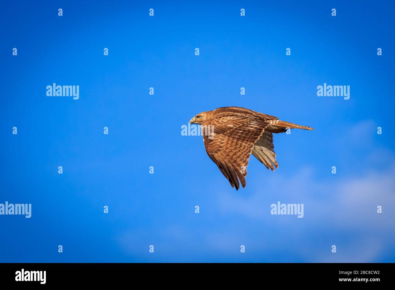 Red-tailed Hawk(Buteo jamaicensis) in flight Stock Photo - Alamy