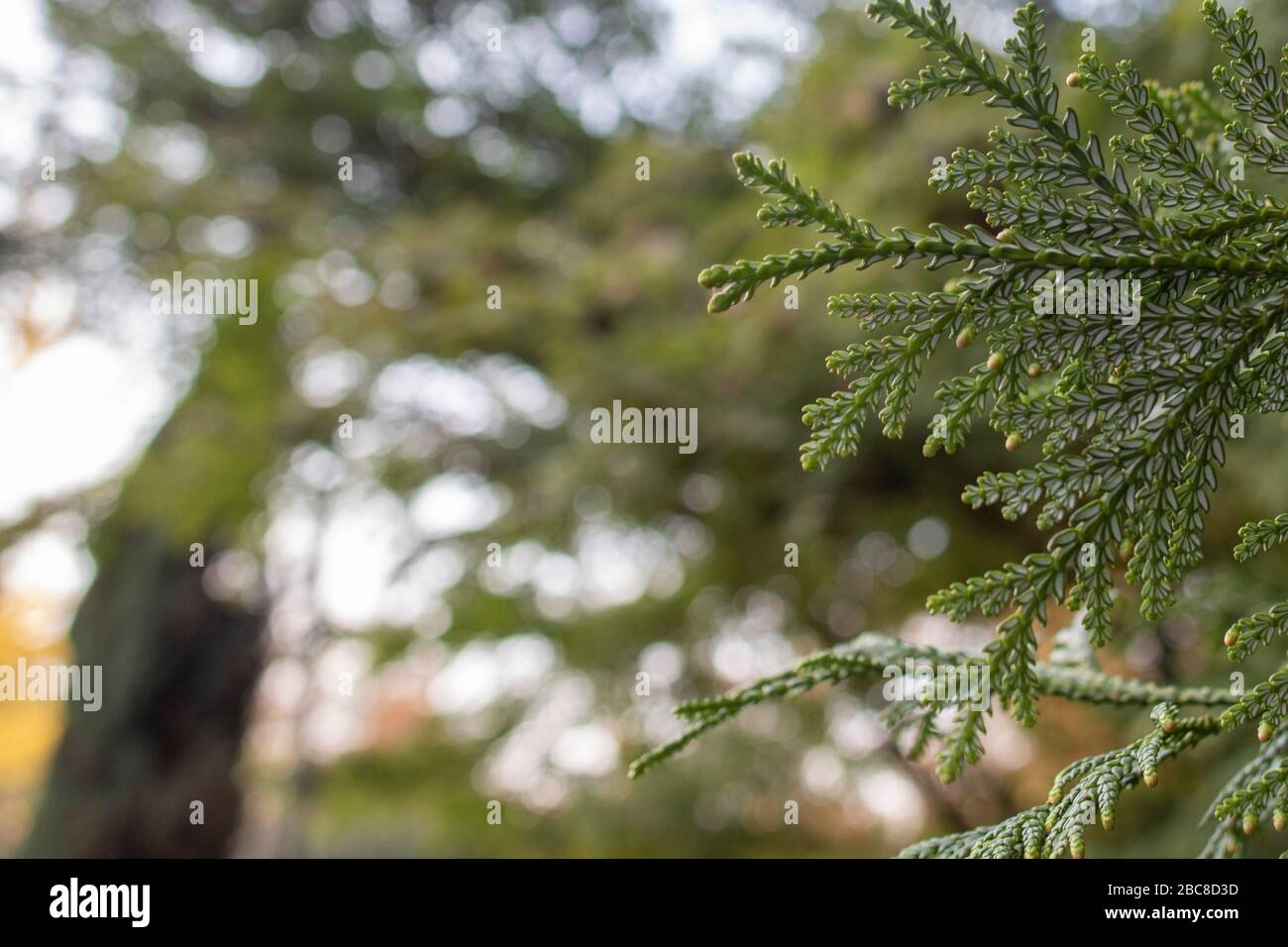 The leaves of the tree with the Latin name thujopsis closet. Close-up. Stock Photo