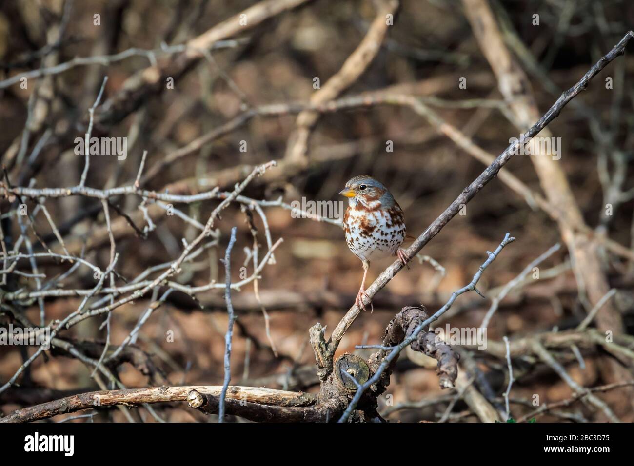Fox Sparrow (Passerella iliaca) feeding in a thicket Stock Photo