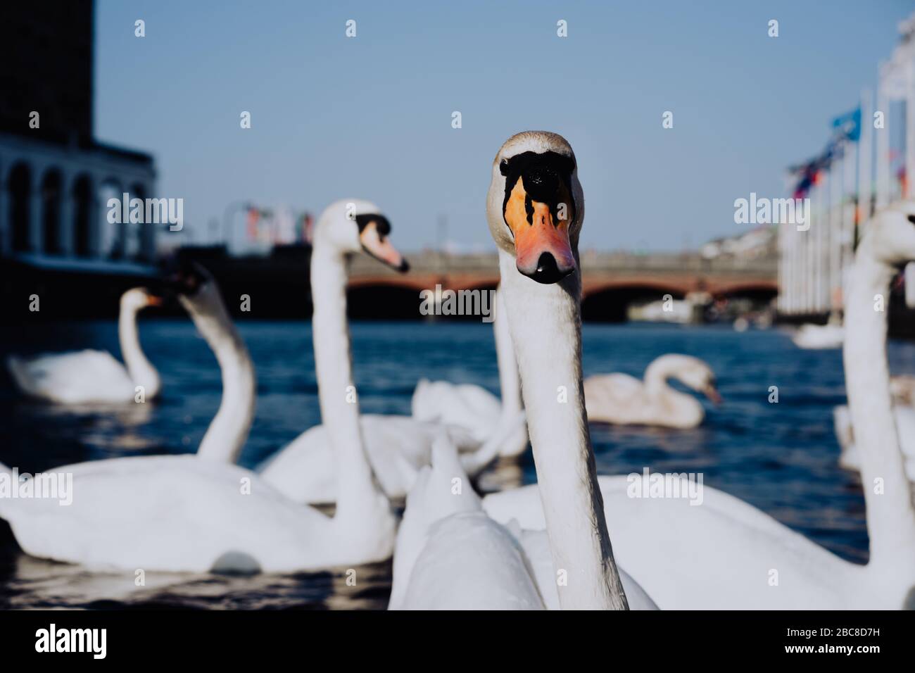 White swan head looking into camera on Alster river canal near city hall in Hamburg. Stock Photo