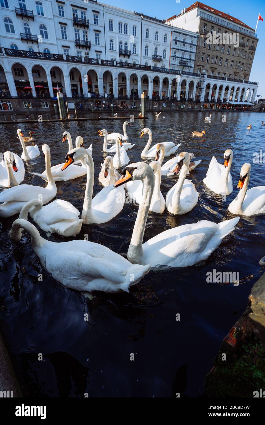 Group of mute swans in Alster lake near the Town Hall. Hamburg, Germany. Stock Photo