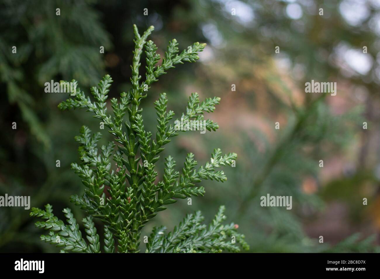The leaves of the tree with the Latin name thujopsis closet. Close-up. Stock Photo