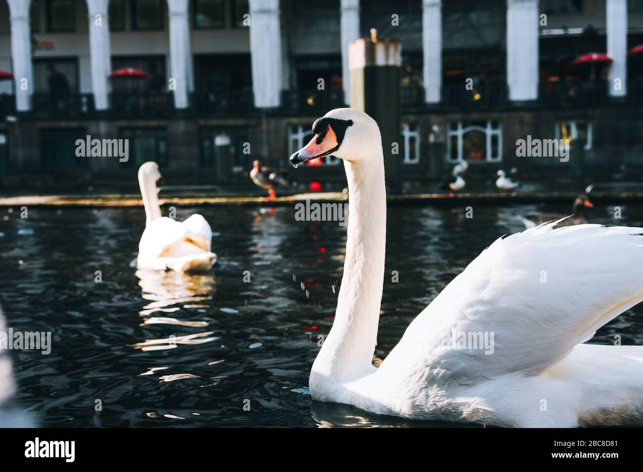Beautiful white swans swimming on Alster river canal near city hall in Hamburg. Stock Photo