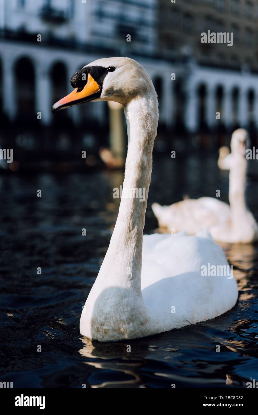 White swans swimming on Alster river canal near city hall in Hamburg. Stock Photo