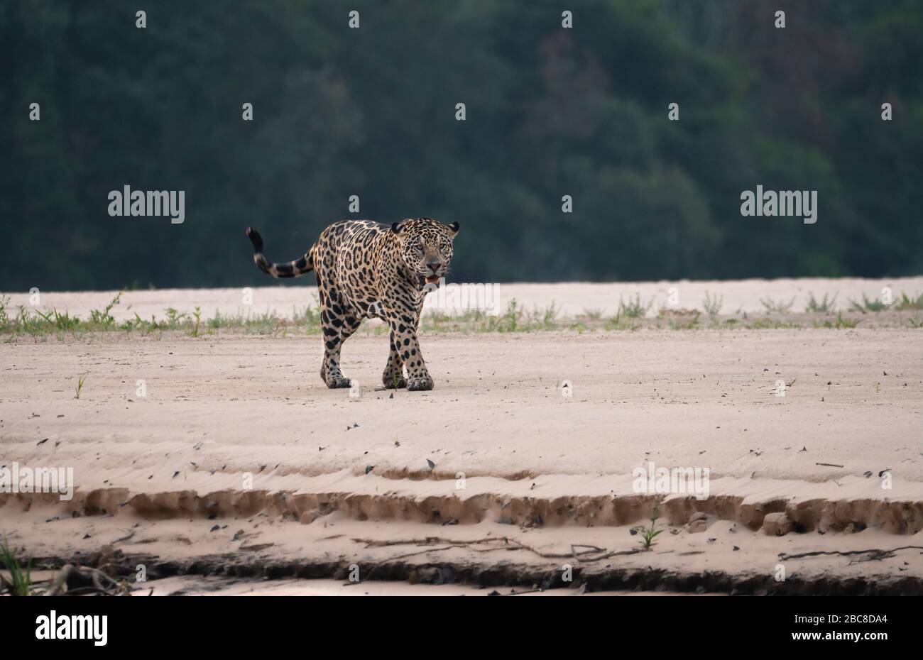 Jaguar (Panthera onca) on the beach Stock Photo