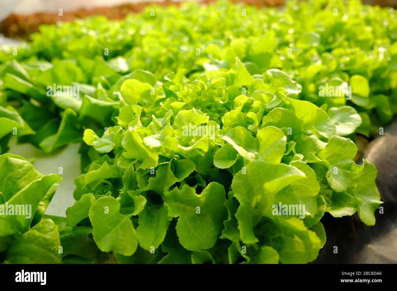 Green Oak hydrogenic vegetable Stock Photo