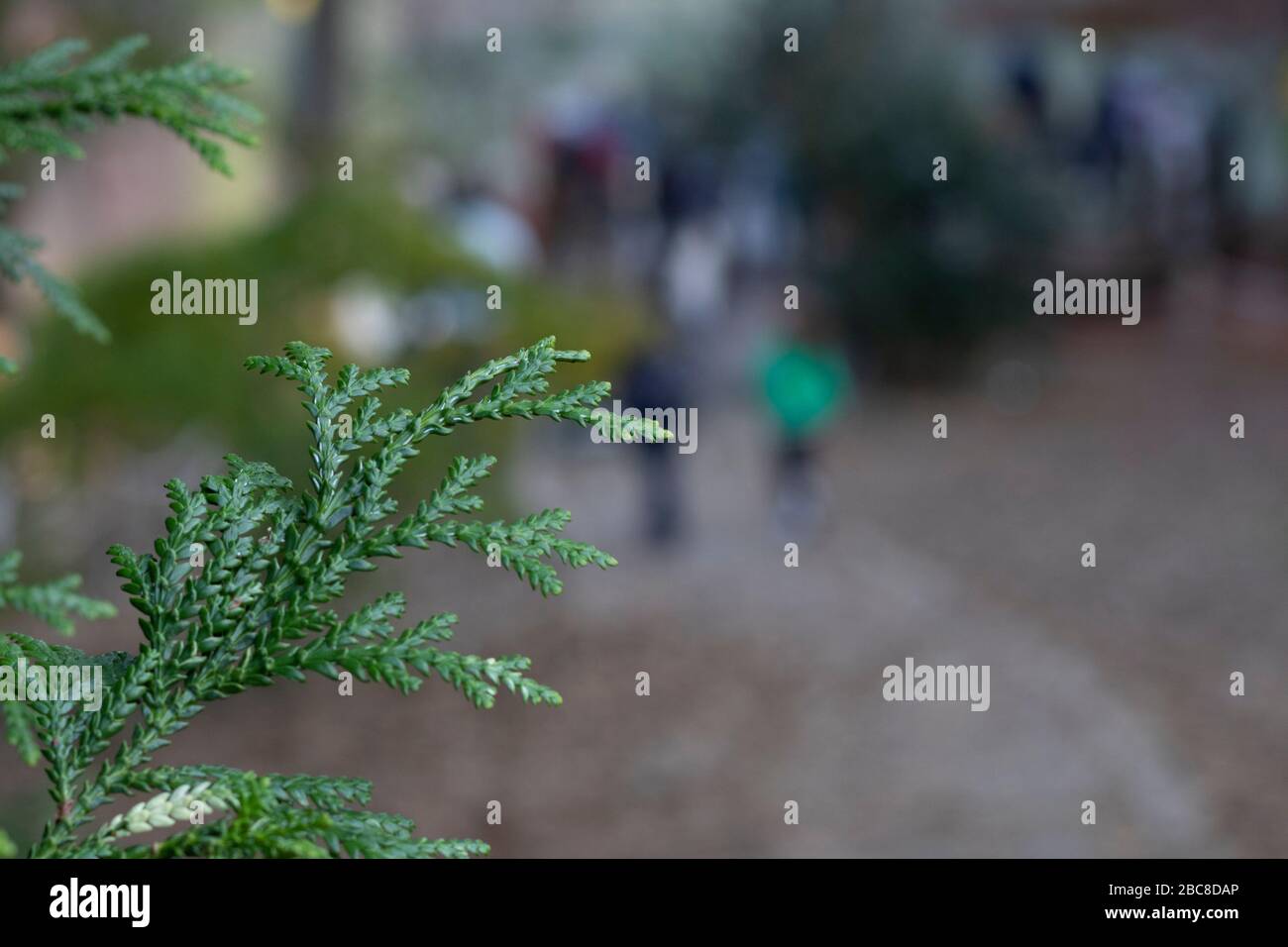 The leaves of the tree with the Latin name thujopsis closet. Close-up. In the background, people are walking in the park. Stock Photo