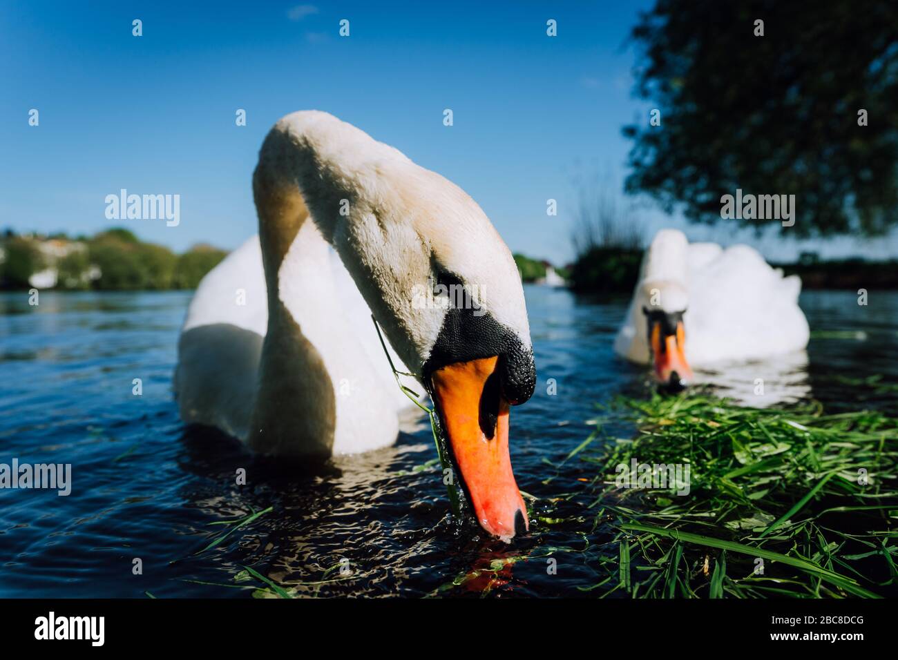 Close up of white grace swan couple stretching his neck and head towards the camera. Alster lake on a sunny day in Hamburg. Stock Photo