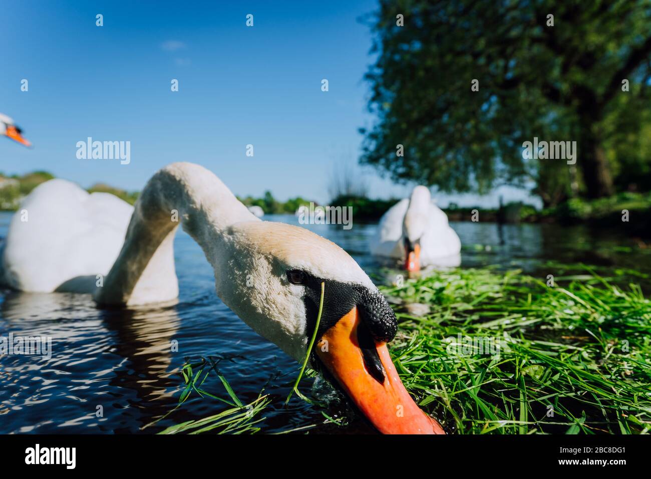 Close up of white grace swan head stretched towards the foto camera. Alster lake on a sunny day in Hamburg. Stock Photo