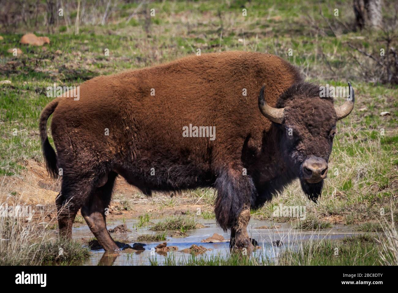 Buffalo or American Bison (bison bison) grazing in the Wichta Mountains