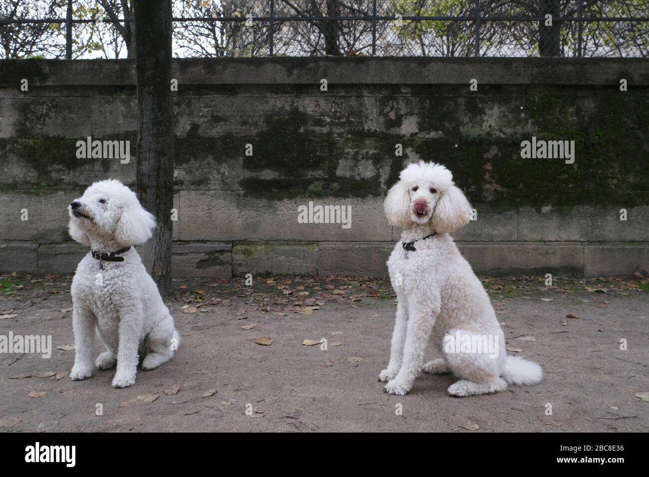 two dogs, white poodles Stock Photo