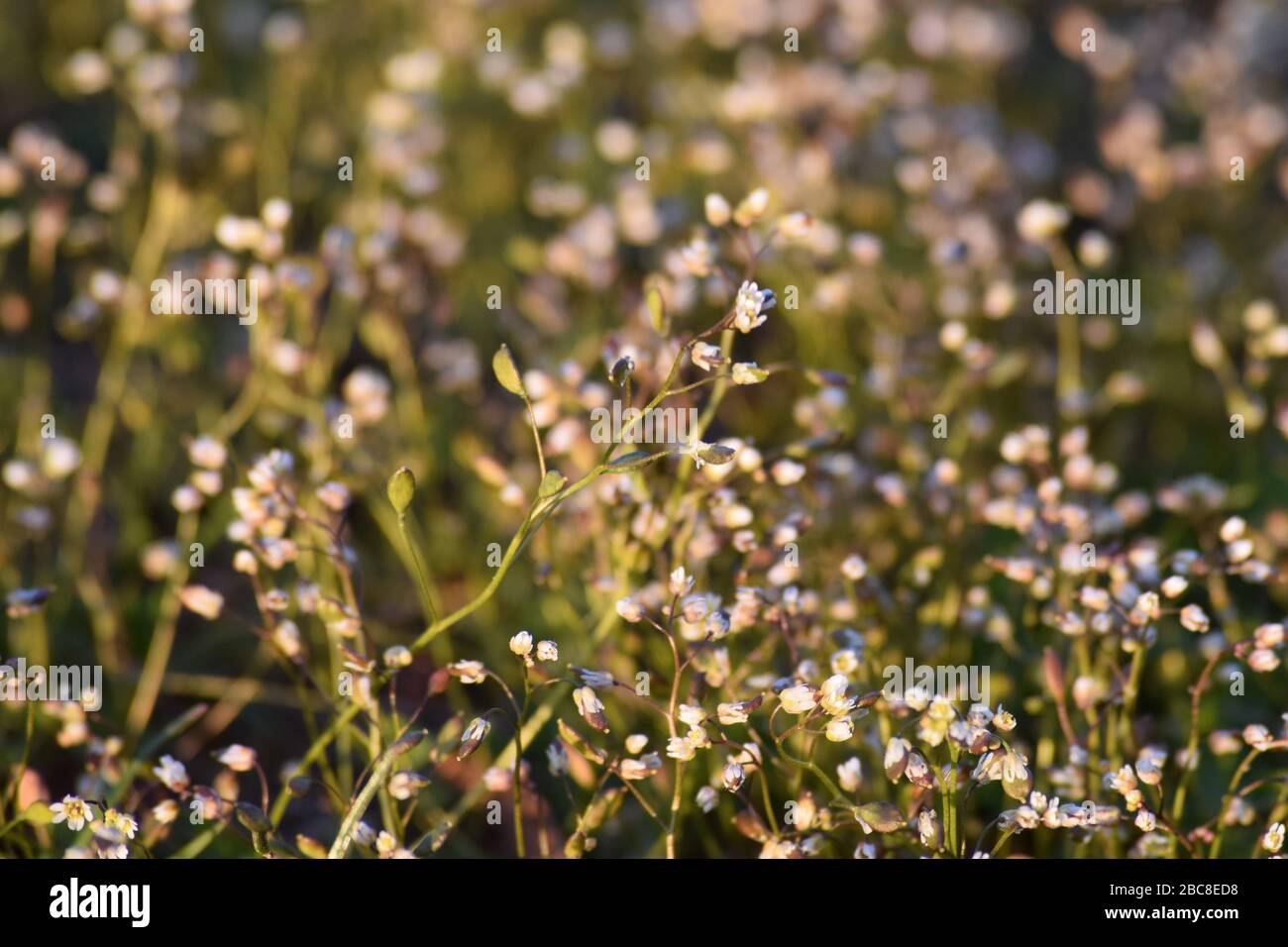 beautiful Nailwort in a old Meadow Stock Photo