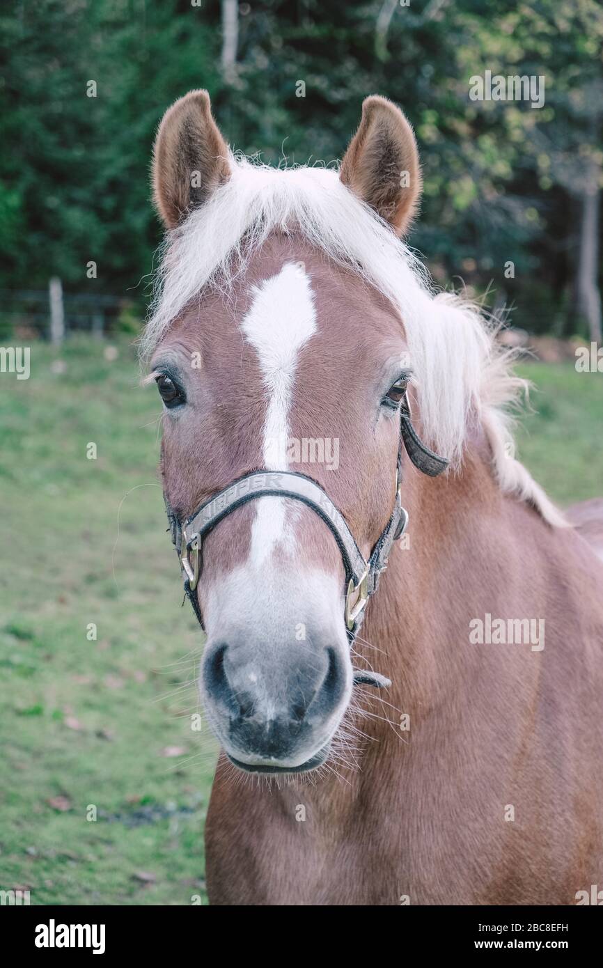 Horse looking at camera, portrait Stock Photo Alamy