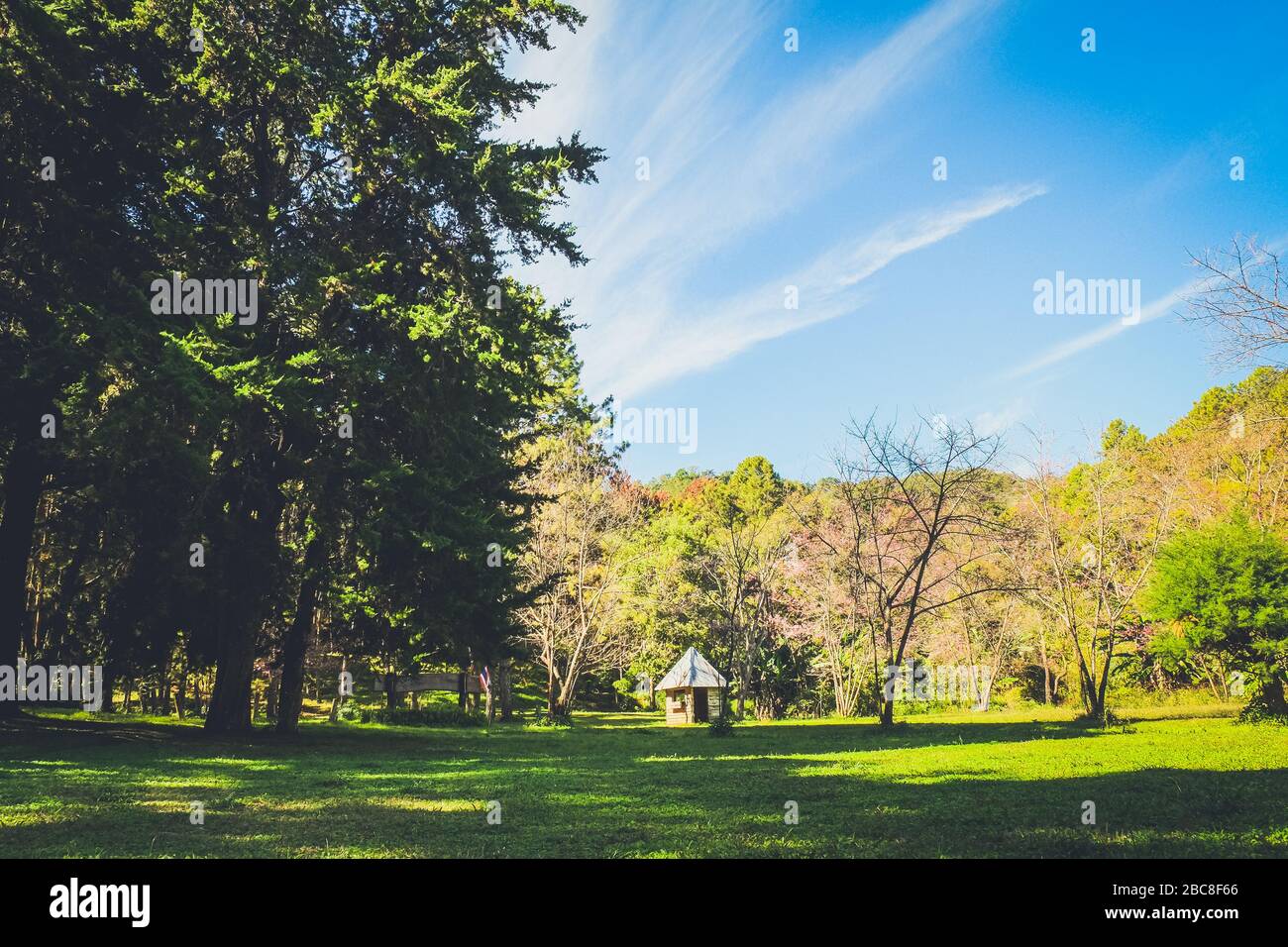 green field with wild forest and blue sky background Stock Photo - Alamy