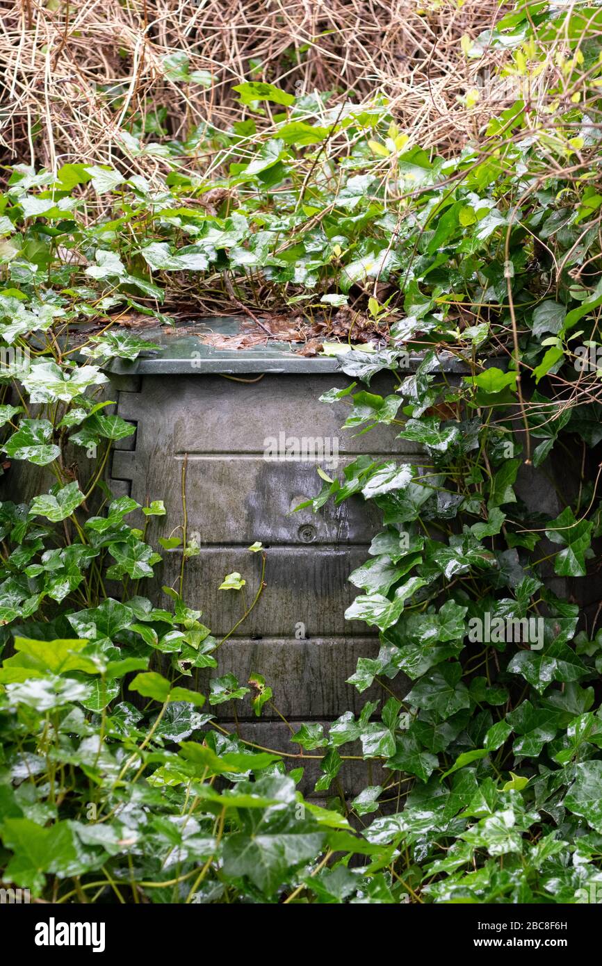 neglected overgrown compost bin in shady corner of garden Stock Photo