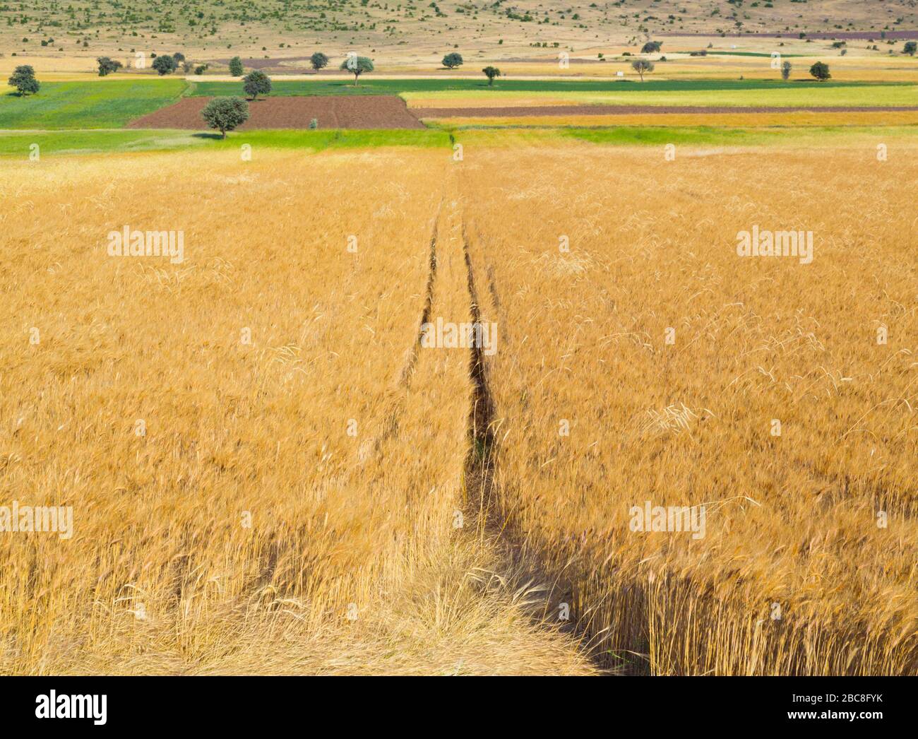 Typical Anatolian countryside with wheatfields between Beysehir and Konya, Konya Province, Turkey. Stock Photo