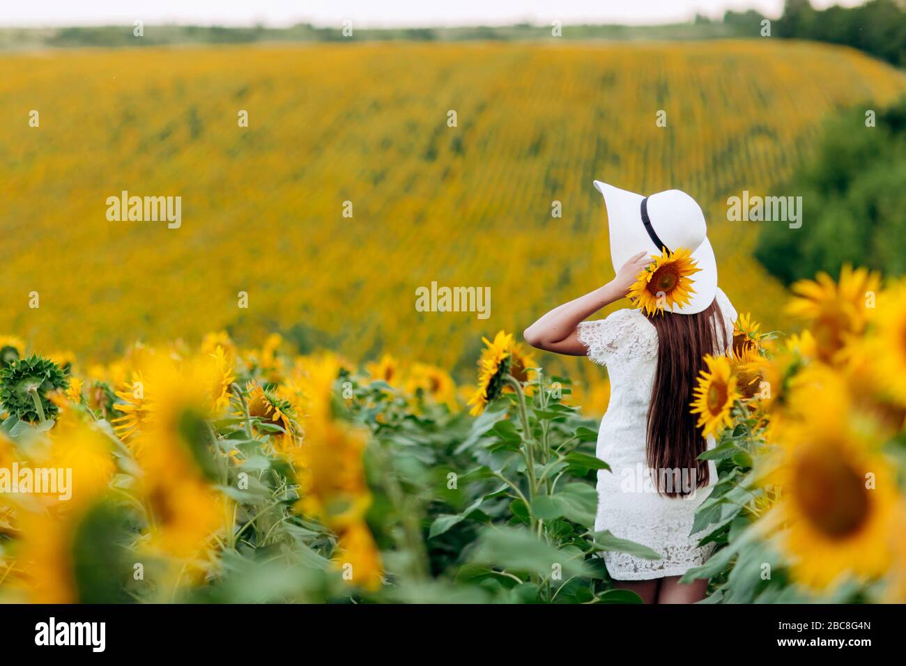 Woman in the field of sunflowers. A happy, beautiful young girl in a ...