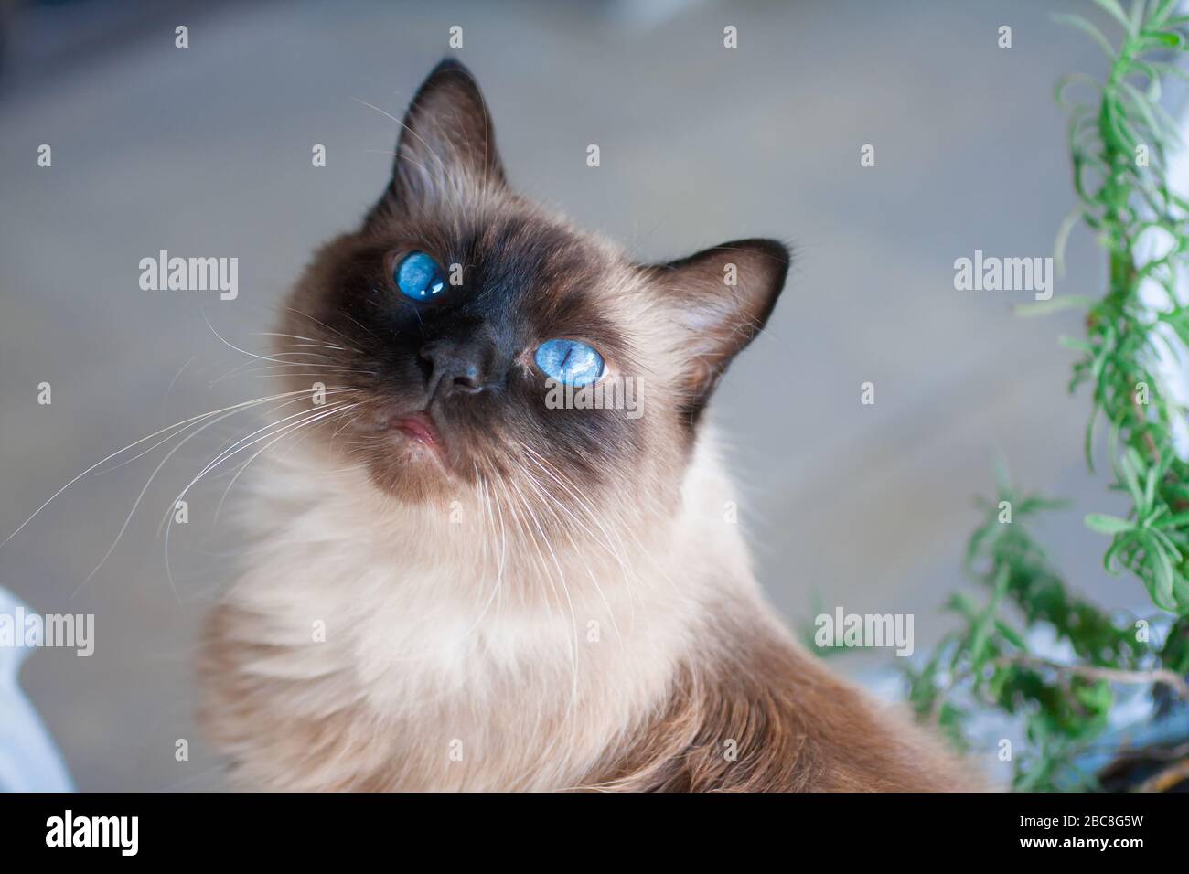 lavender ragdoll