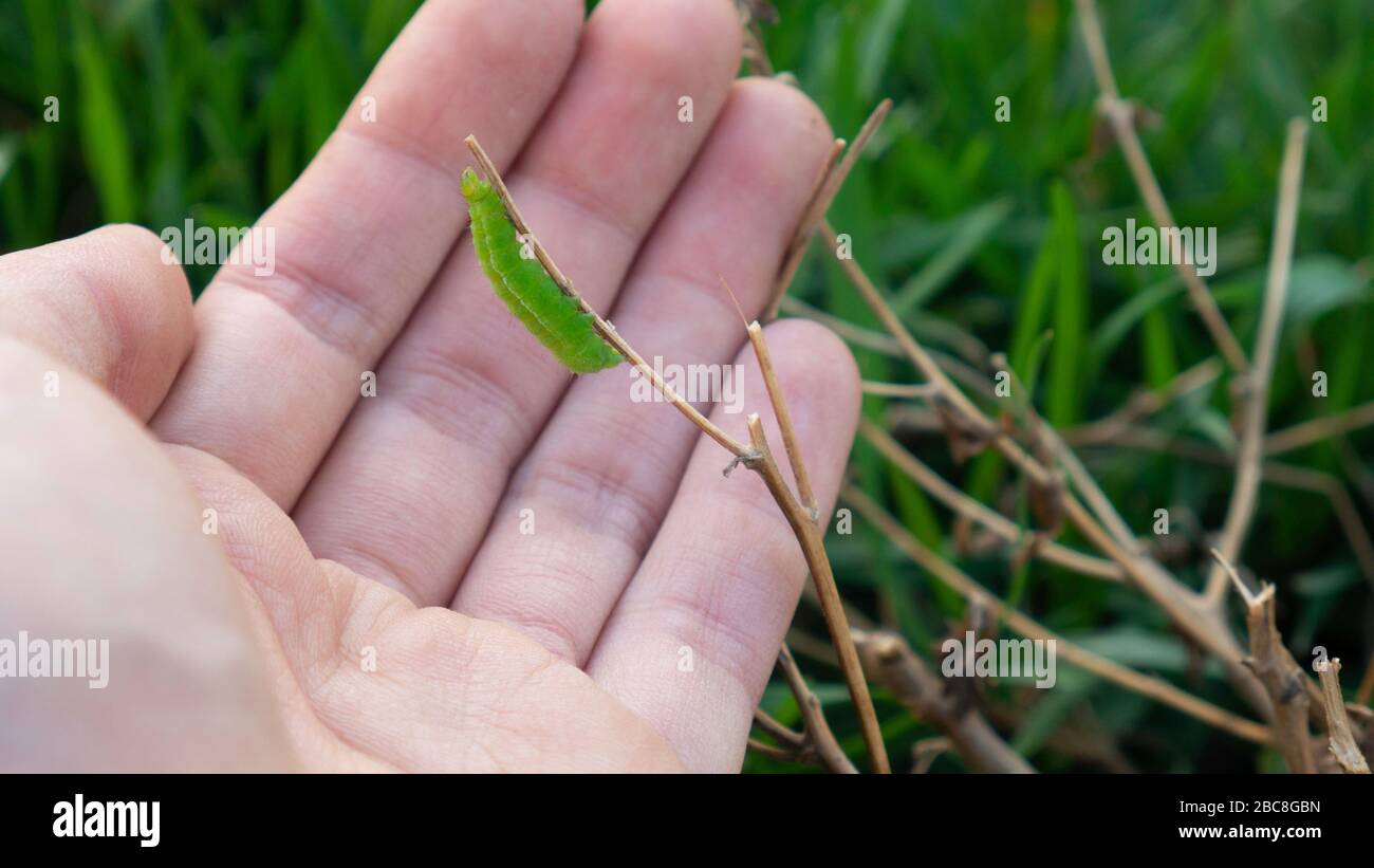 A caterpillar in a human hand. A green caterpillar on a branch Stock ...