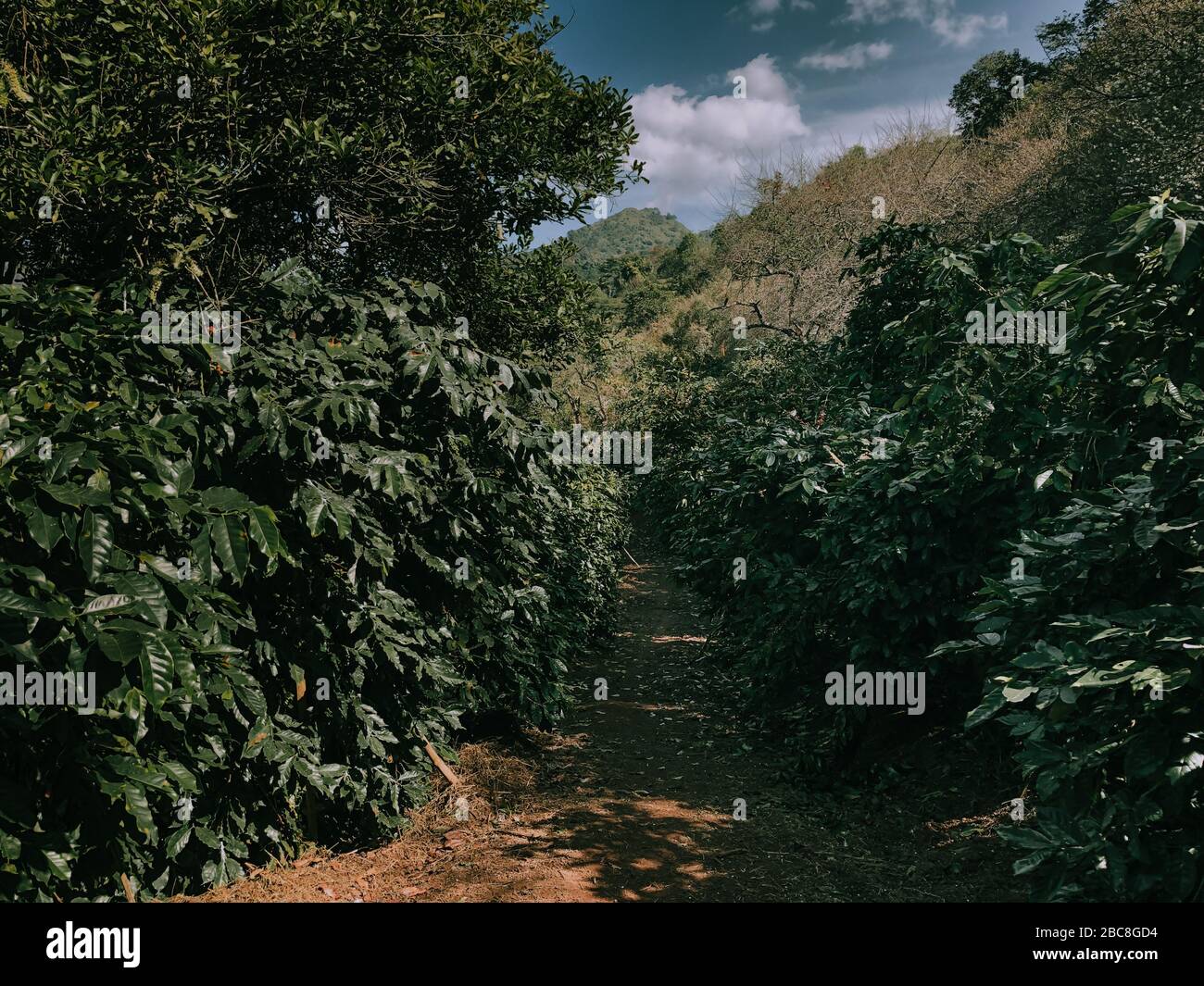 Coffee tree in coffee plantation in agriculture farm on Doi Chang, Chiang Rai province of Thailand. Stock Photo