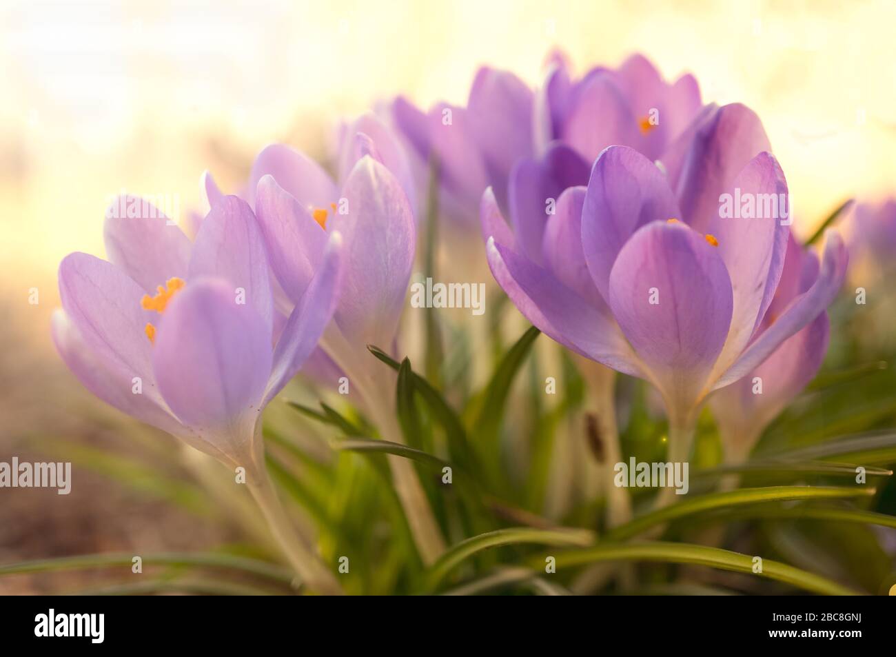 Sun-lit delicate purple crocus flowers. Macro, soft focus, shallow depth of field. Romantic gentle artistic image Stock Photo