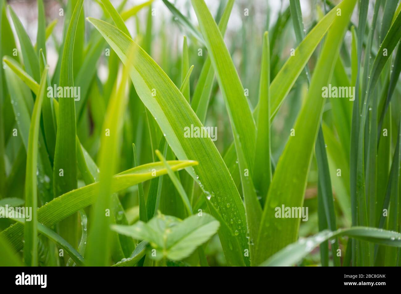Bright green grass with water droplets after rain. Soft focus, selective focus Stock Photo