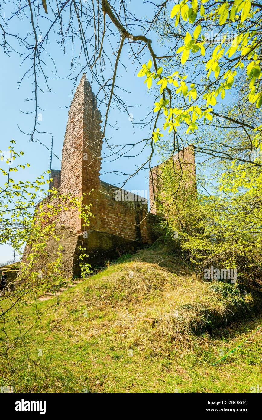 Ramburg castle ruins in the Palatinate (southern Weinstrasse), former Stauferder castle on Schlossberg, with a large rock cellar, neck ditch, shield w Stock Photo