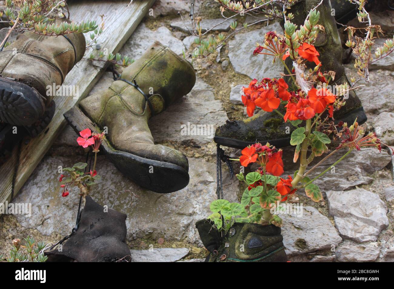Plants in boots Stock Photo
