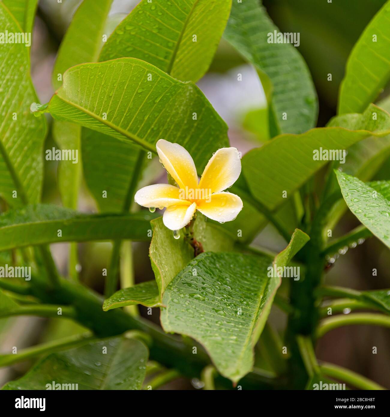 Native frangipani hires stock photography and images Alamy
