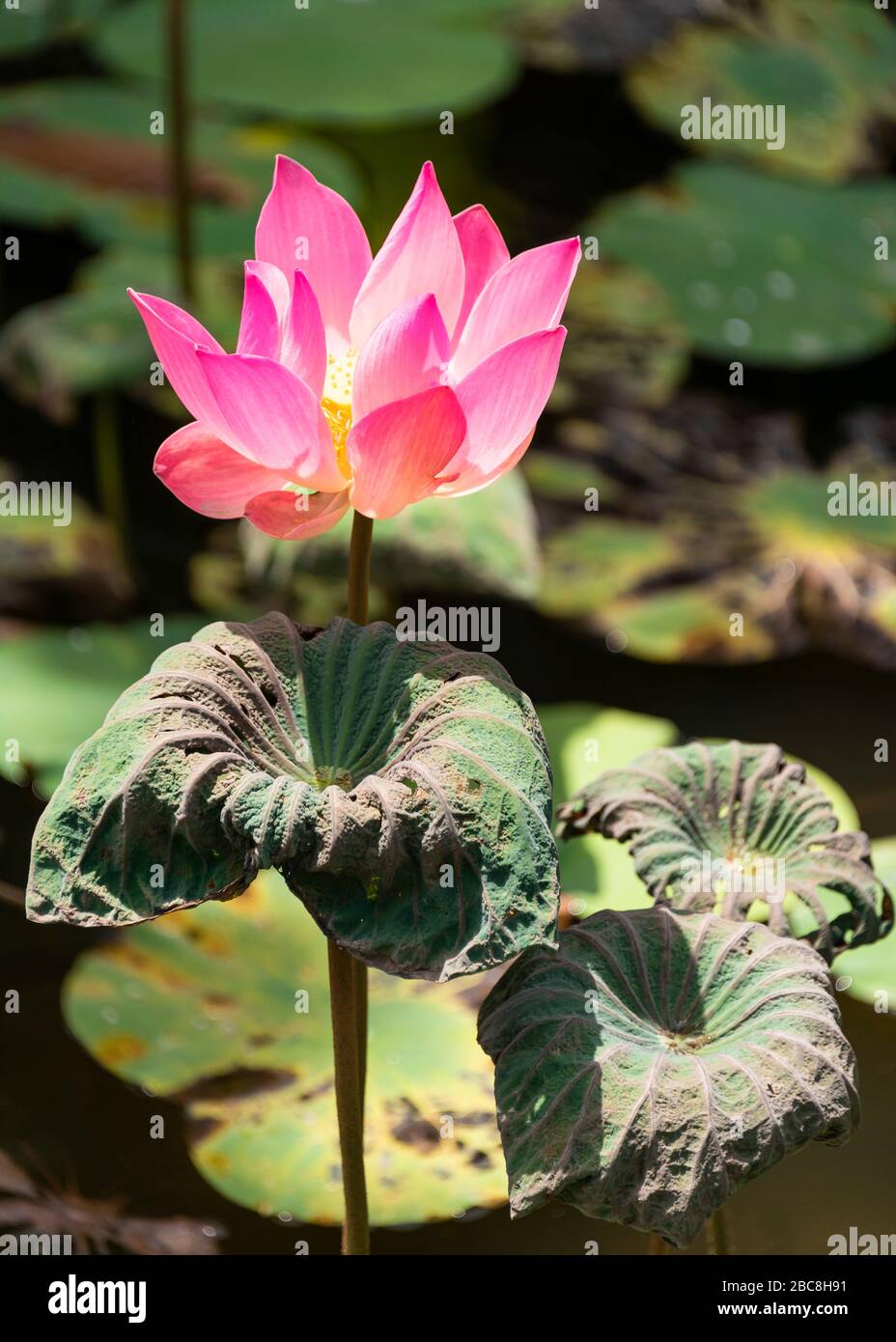 Vertical view of a pink water lily flower on a pond. Stock Photo