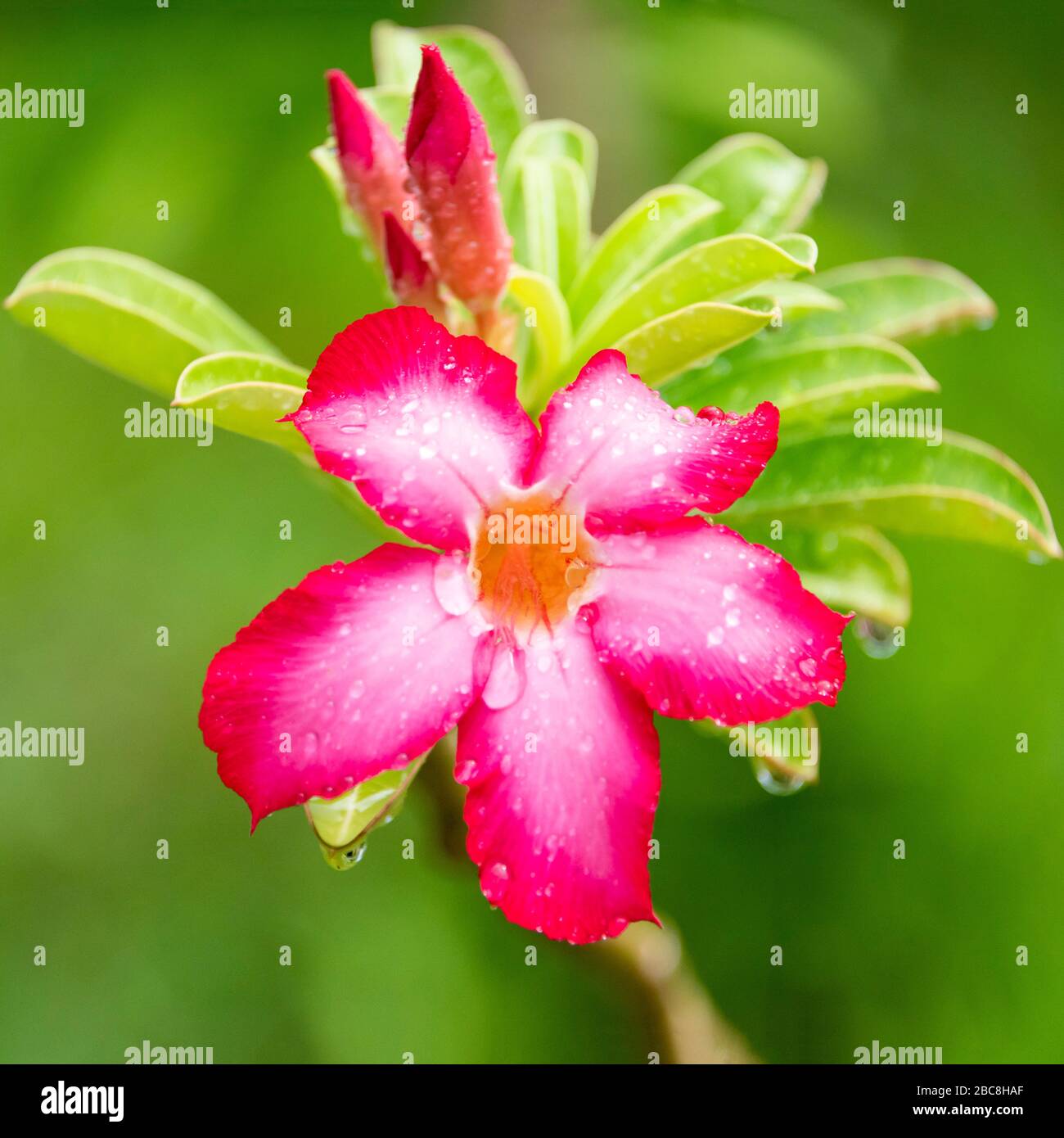 Square view of an Oleander flower. Stock Photo