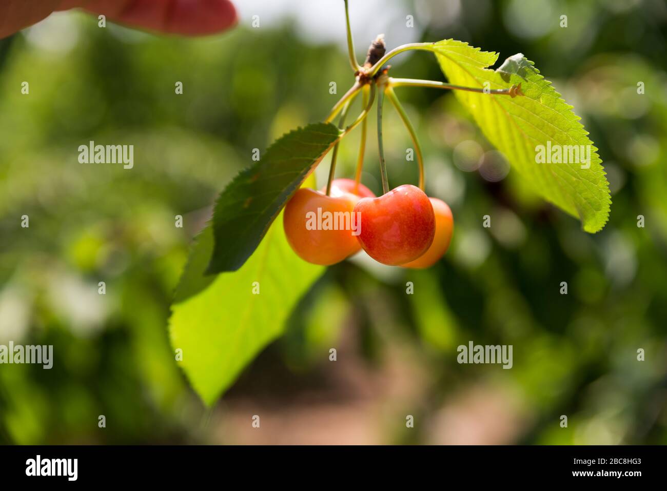 Self picking cherries at Golan Heights in Israel Stock Photo