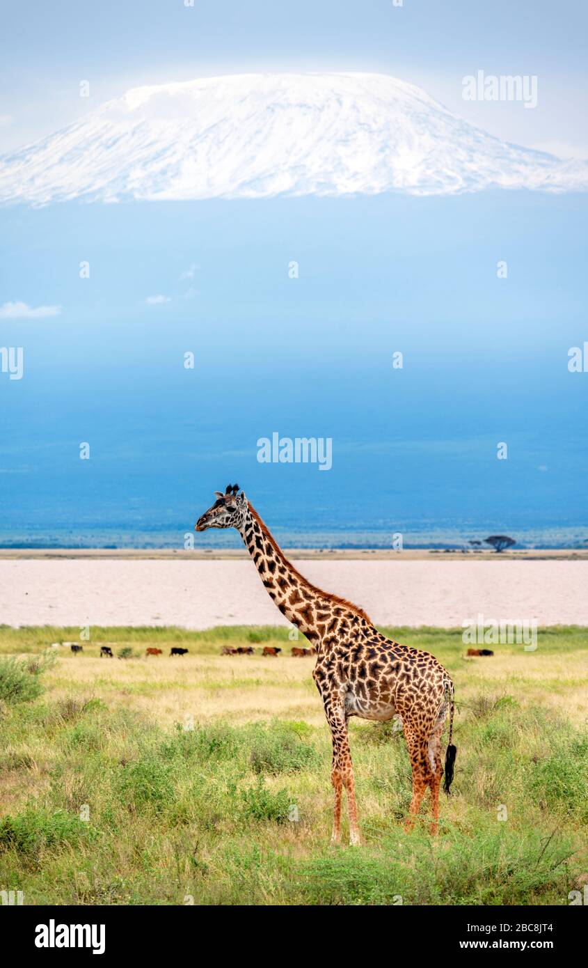 Masai giraffe (Giraffa camelopardalis tippelskirchii) with Mount Kilimanjaro behind, Amboseli National Park, Kenya, Africa Stock Photo
