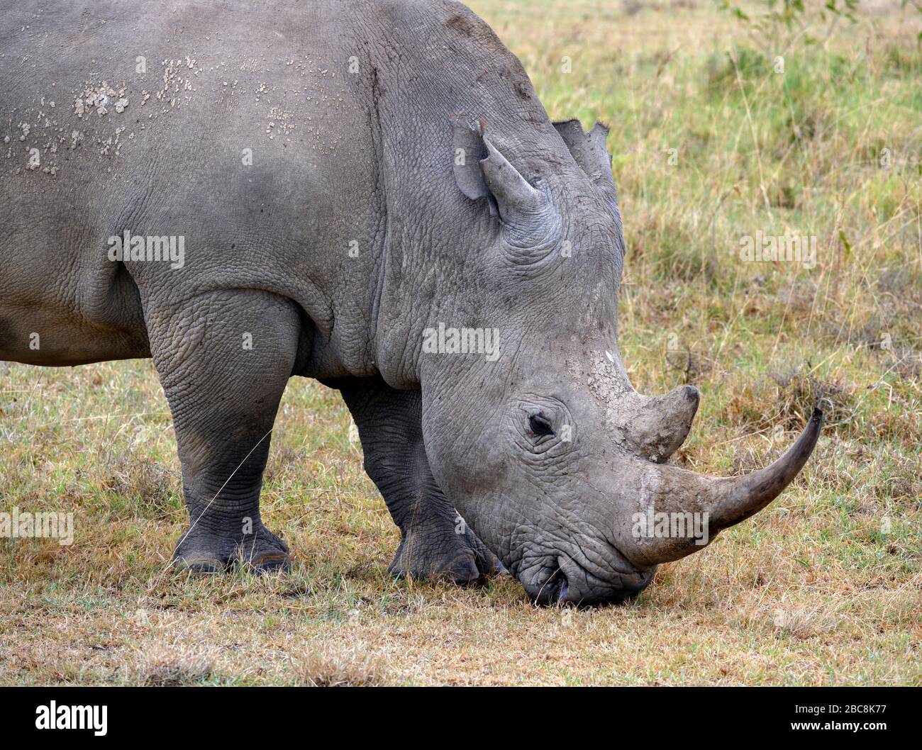 White rhinoceros (Ceratotherium simum), Lake Nakuru National Park, Kenya, Africa Stock Photo