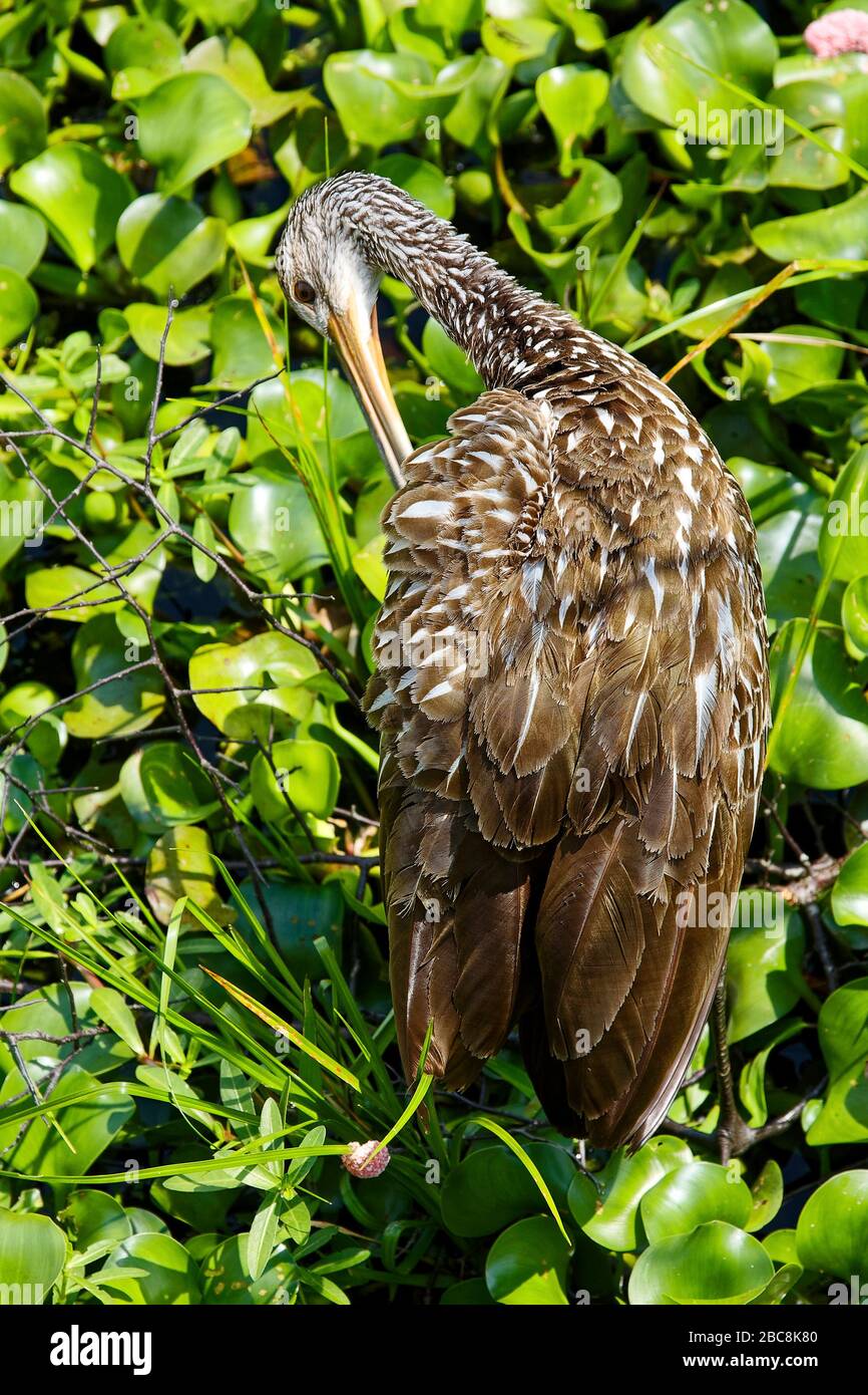 Brown with white spots hires stock photography and images Alamy