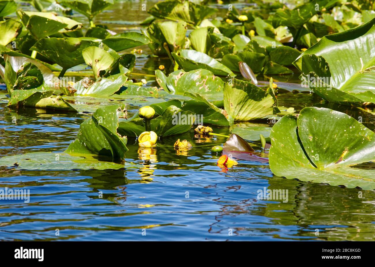 Spatterdock, Yellow Pond Lily, Yellow Cow-lily, large green leaves, water, wildflowers, reflections, nature; Shell Creek; Florida; Cleveland; FL; spri Stock Photo