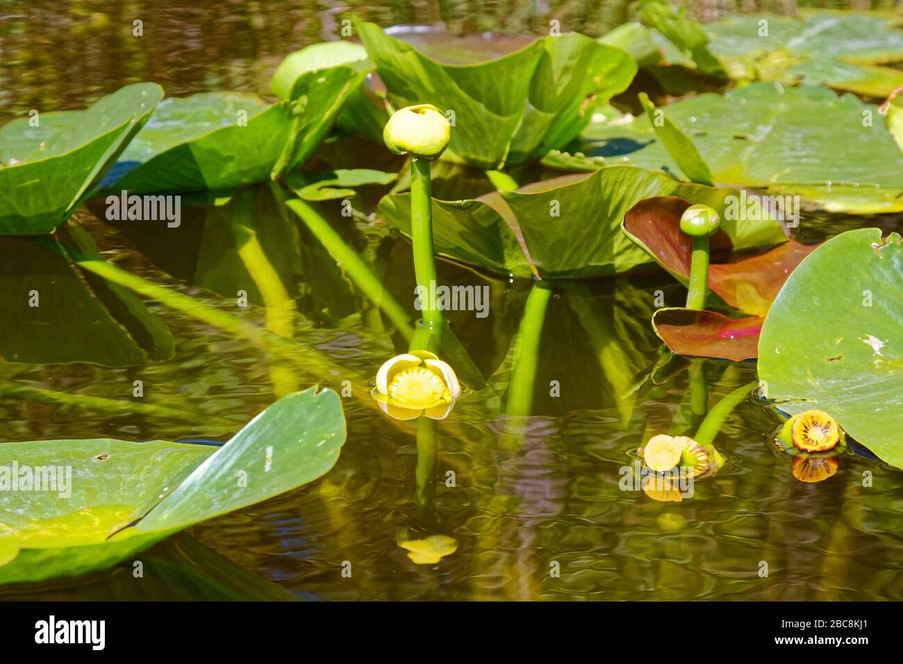 Spatterdock, Yellow Pond Lily, Yellow Cow-lily, large green leaves, water, wildflowers, reflections, nature; Shell Creek; Florida; Cleveland; FL; spri Stock Photo