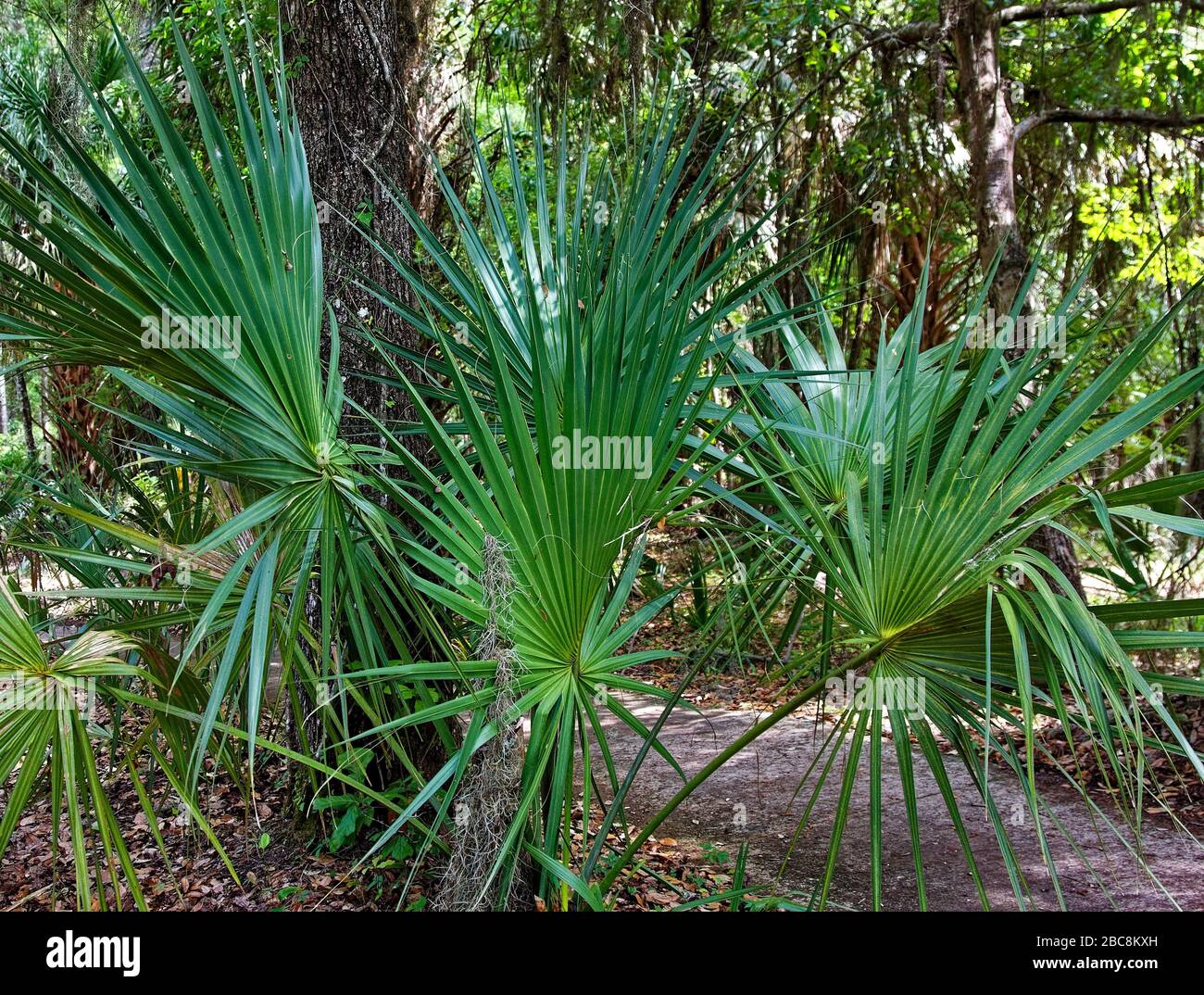 Sabal etonia; scrub palmetto; palm species; only in Florida; plant; spike leaves; nature; dappled sunlight, Paynes Prairie Preserve State Park; Florid Stock Photo