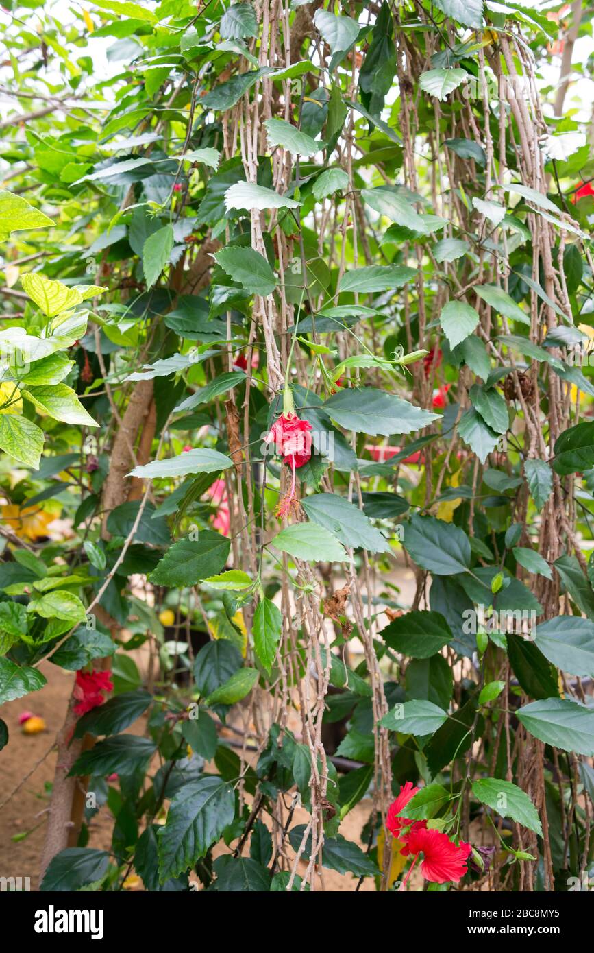 Visiting Hibiscus farm in Israel Stock Photo